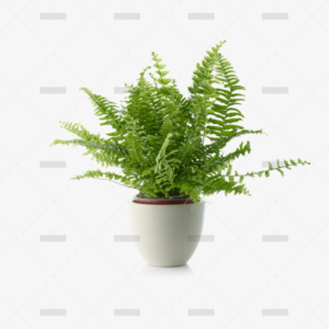 Hibiscus Rosa Sinensis - Görsel 2