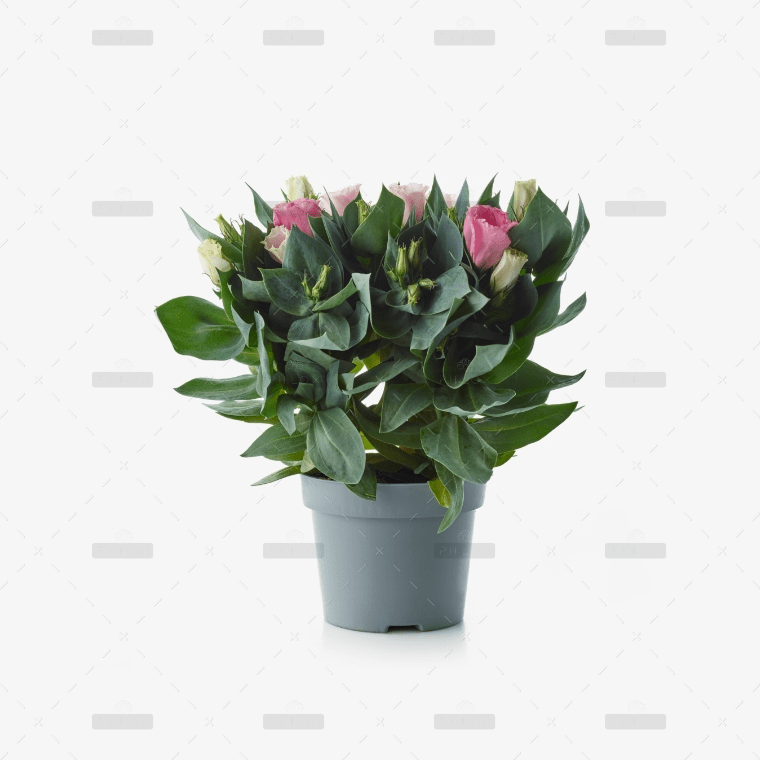 demo-attachment-39-Group-10169