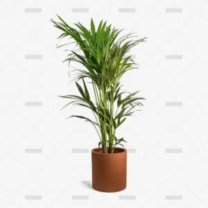 Leucophyllum Langamaniae