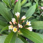 Plumeria Sp.