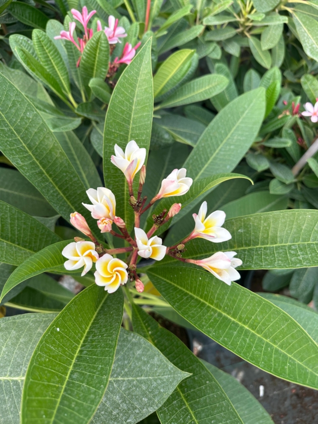 WhatsApp Image 2025-07-30 at 14.39.33