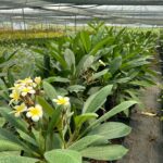 Plumeria Sp. - Görsel 2