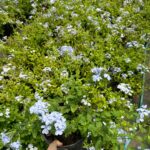 Plumbago Capensis - Görsel 2