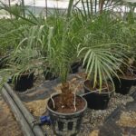 Phoenix roebelenii - Görsel 2