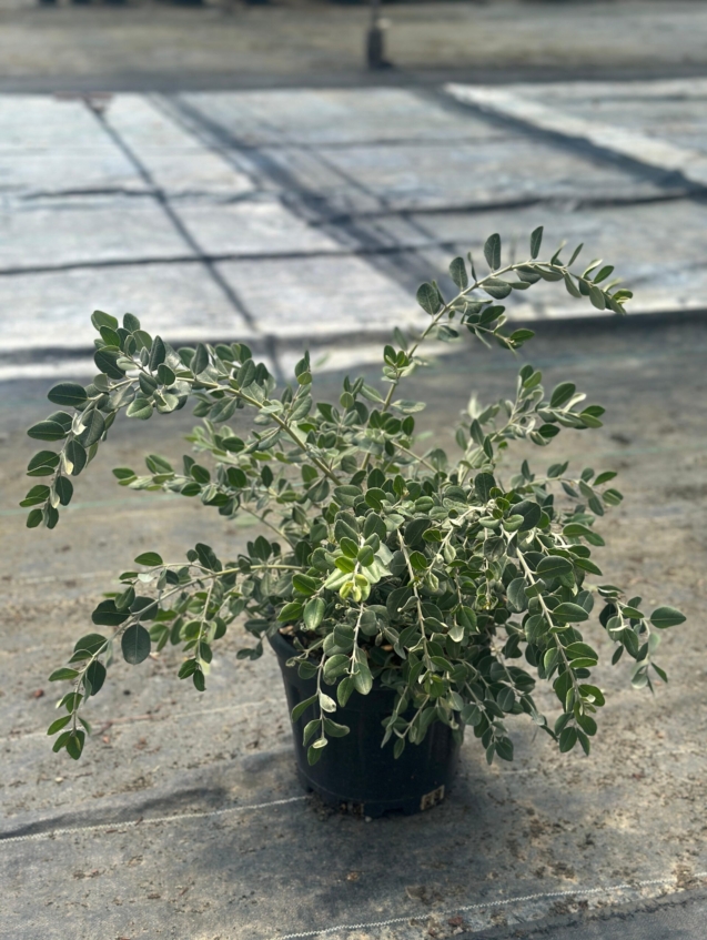 WhatsApp Image 2025-08-01 at 14.55.50