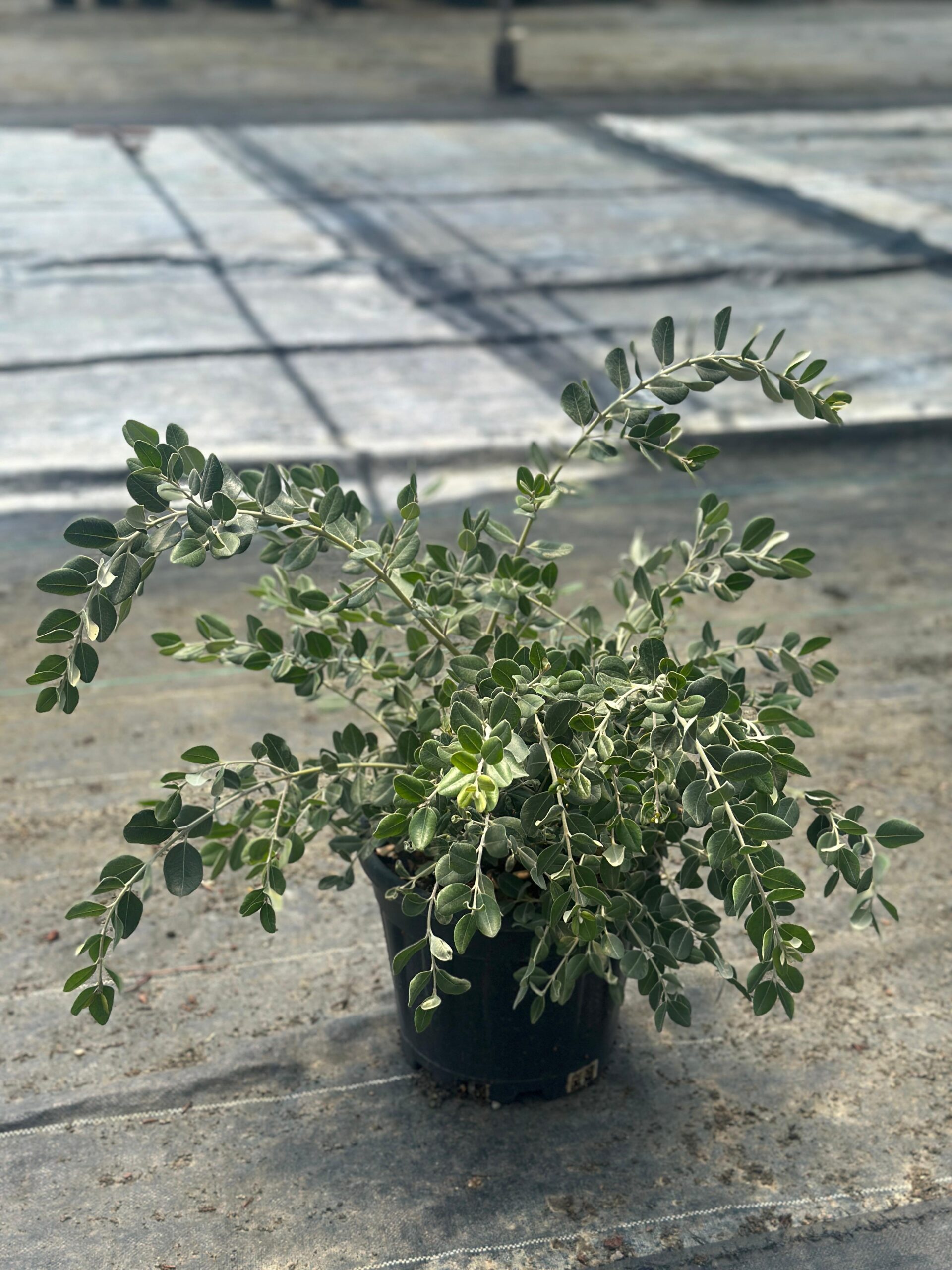 WhatsApp Image 2025-08-01 at 14.55.50