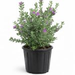 Leucophyllum Langamaniae