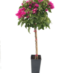 Tijli Bougainvillea baston begonvil ağacı Sera Flora