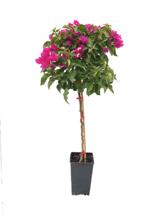 Tijli Bougainvillea baston begonvil ağacı Sera Flora