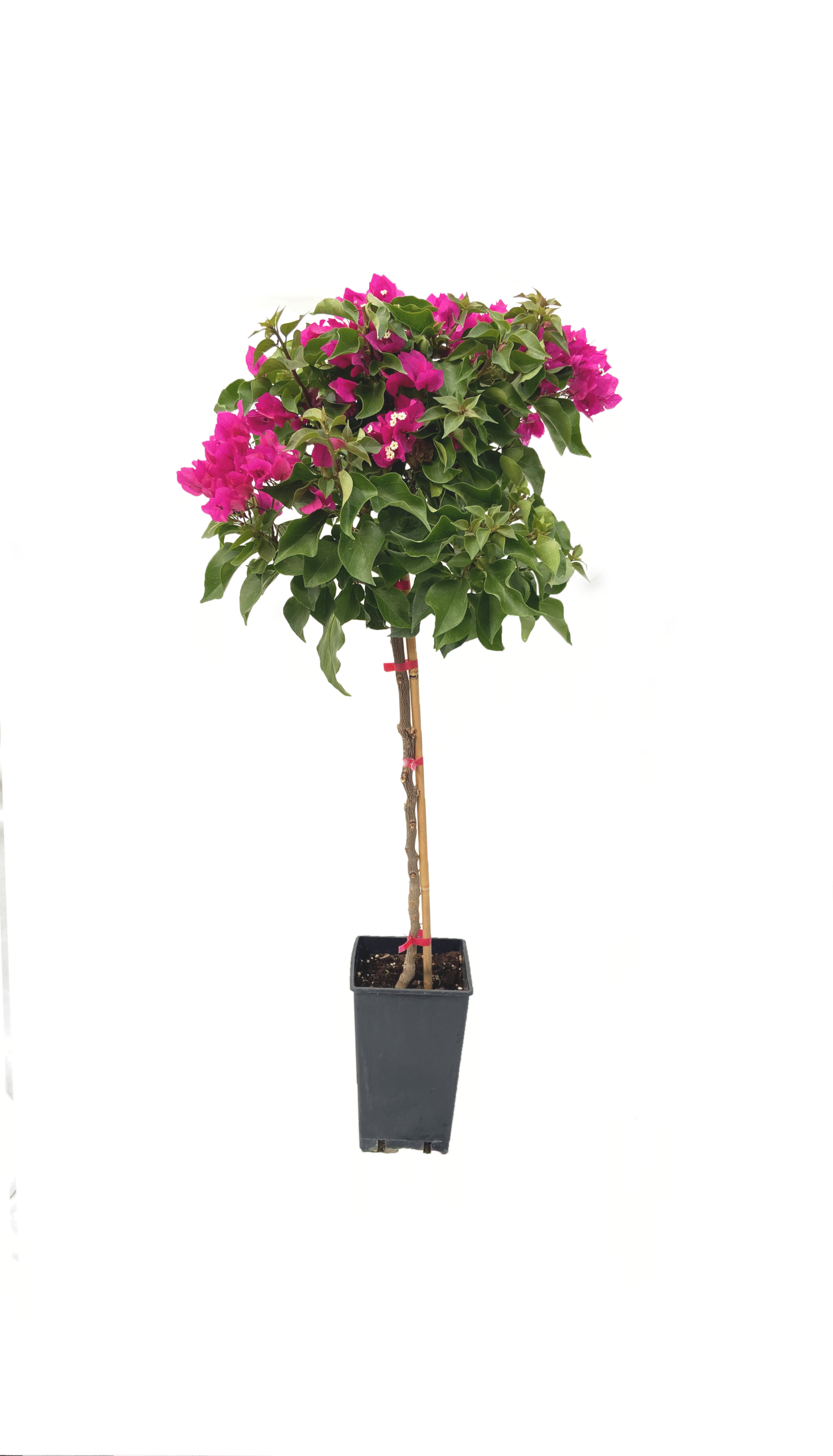 Tijli Bougainvillea baston begonvil ağacı Sera Flora