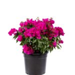 Top Bougainvillea