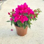 Top Bougainvillea - Görsel 2