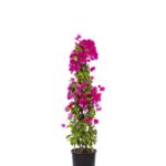 piramit bougainvillea