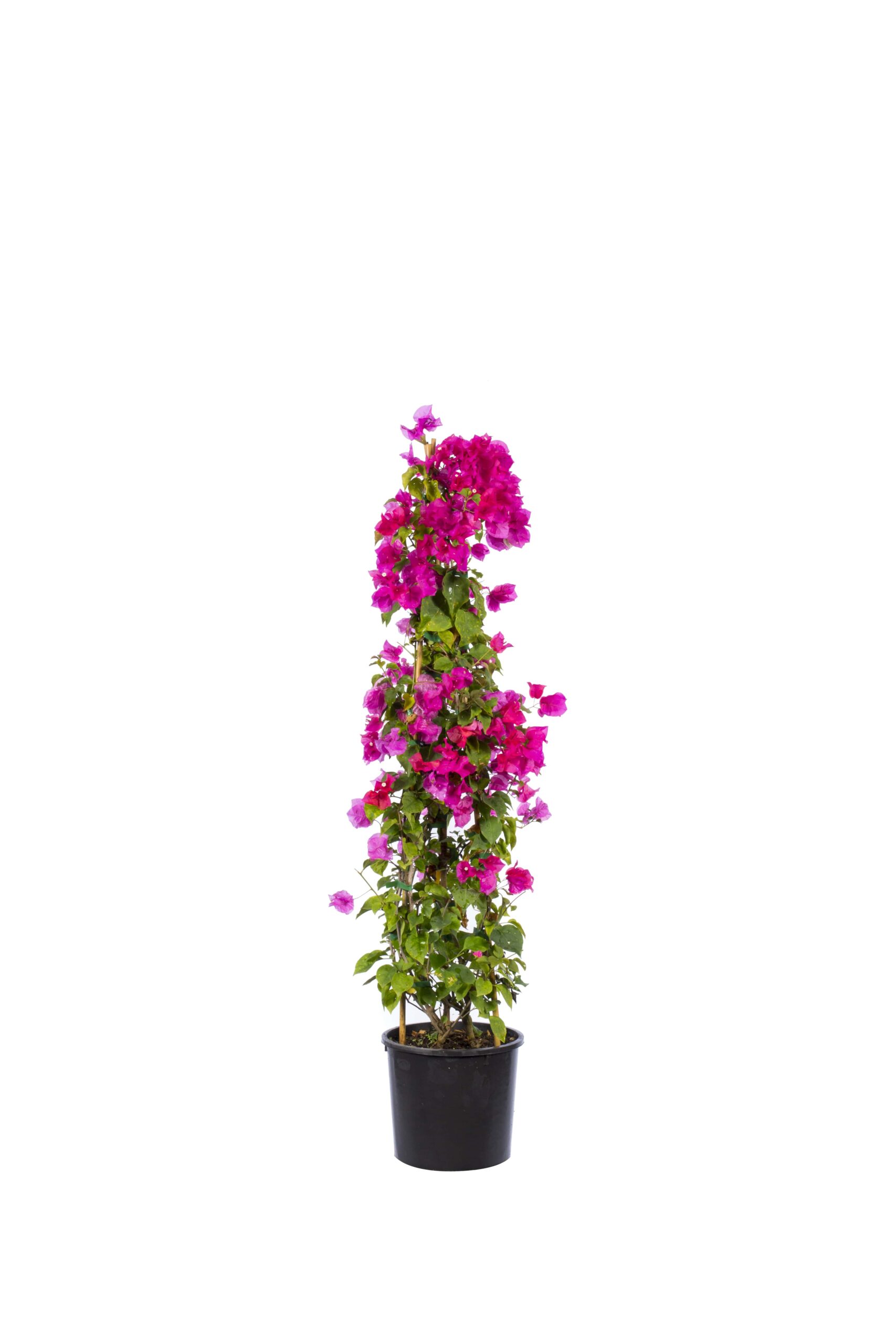piramit bougainvillea