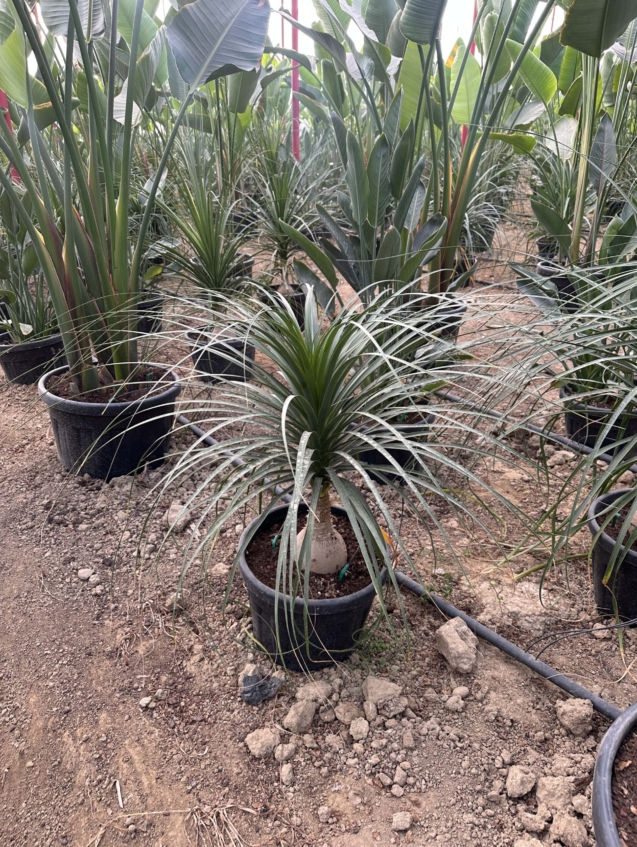 beaucarnea recurvata - nolina