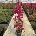 Piramit Bougainvillea - Görsel 2