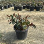 Eugenia Etna Fire - Görsel 3