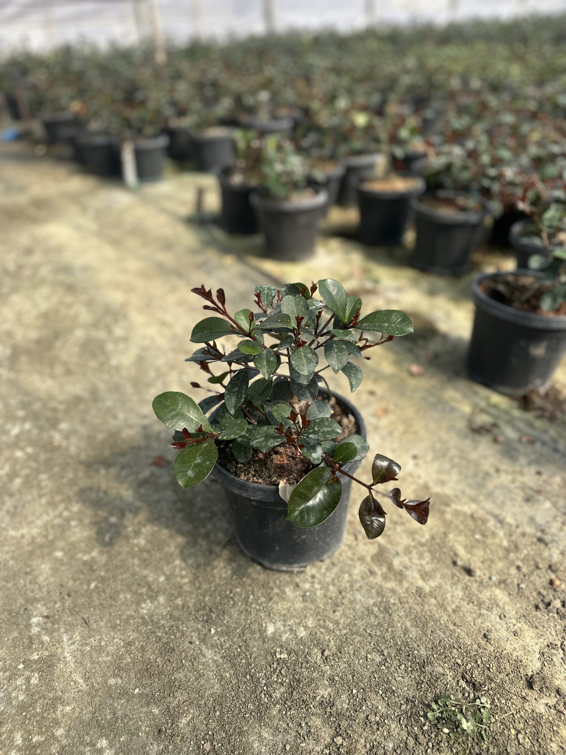 Eugenia etna fire 3 lt