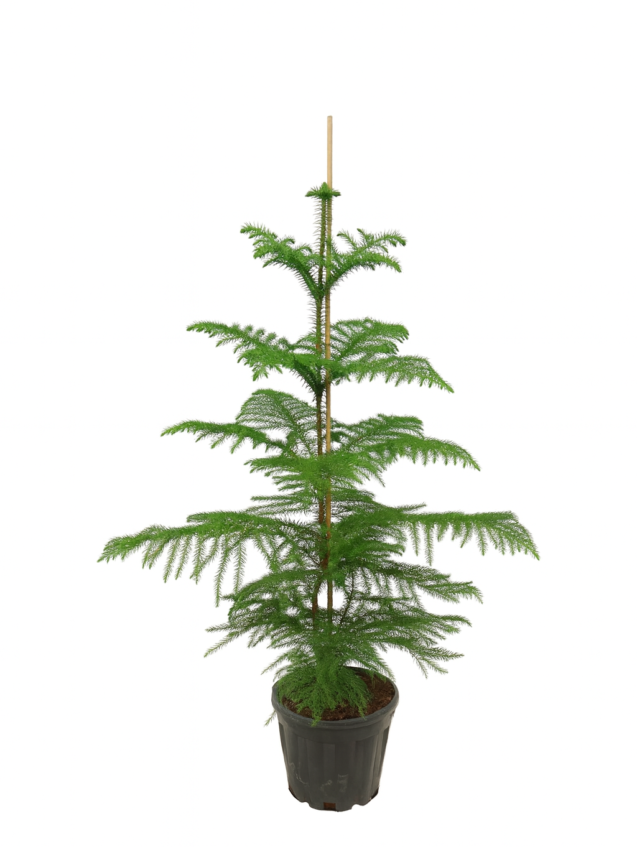 Araucaria heterophylla