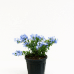 Plumbago