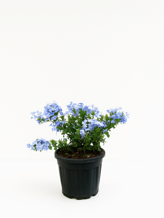 Plumbago