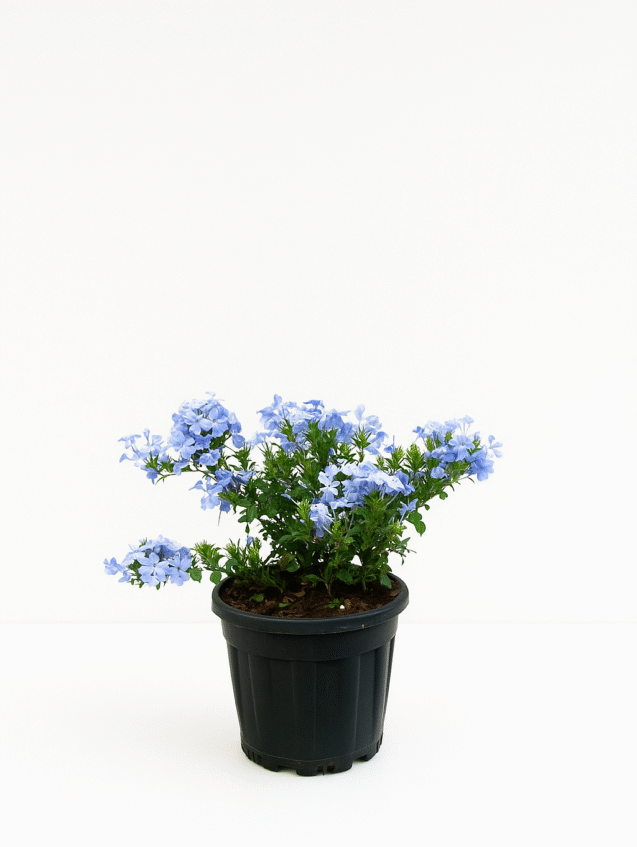 Plumbago