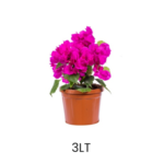 Top Bougainvillea - Görsel 3