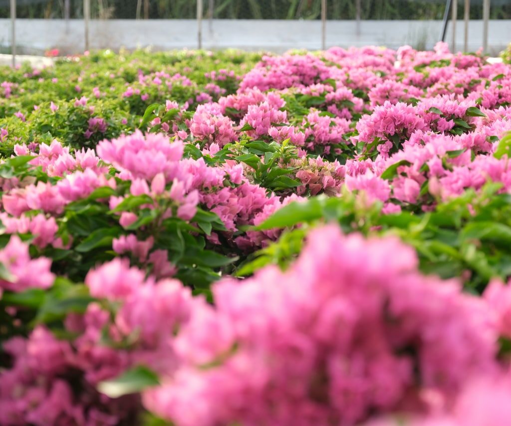 begonvil-toptan-seraflora-