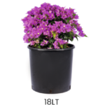 Top Bougainvillea - Görsel 5