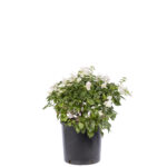 Top Bougainvillea 18 Lt.