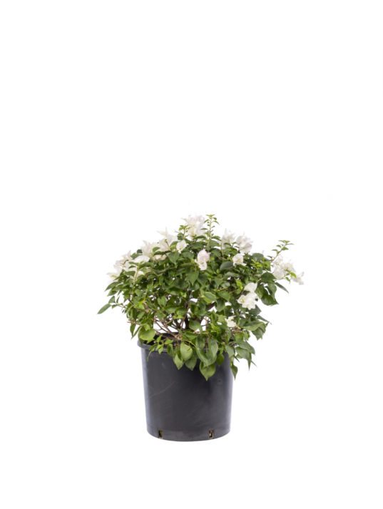 18 lt - beyaz - top form