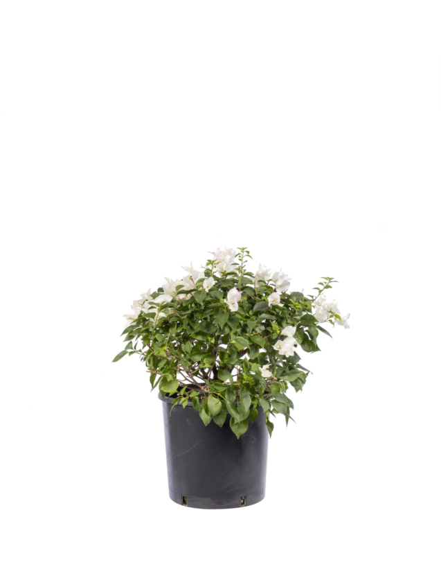 18 lt - beyaz - top form