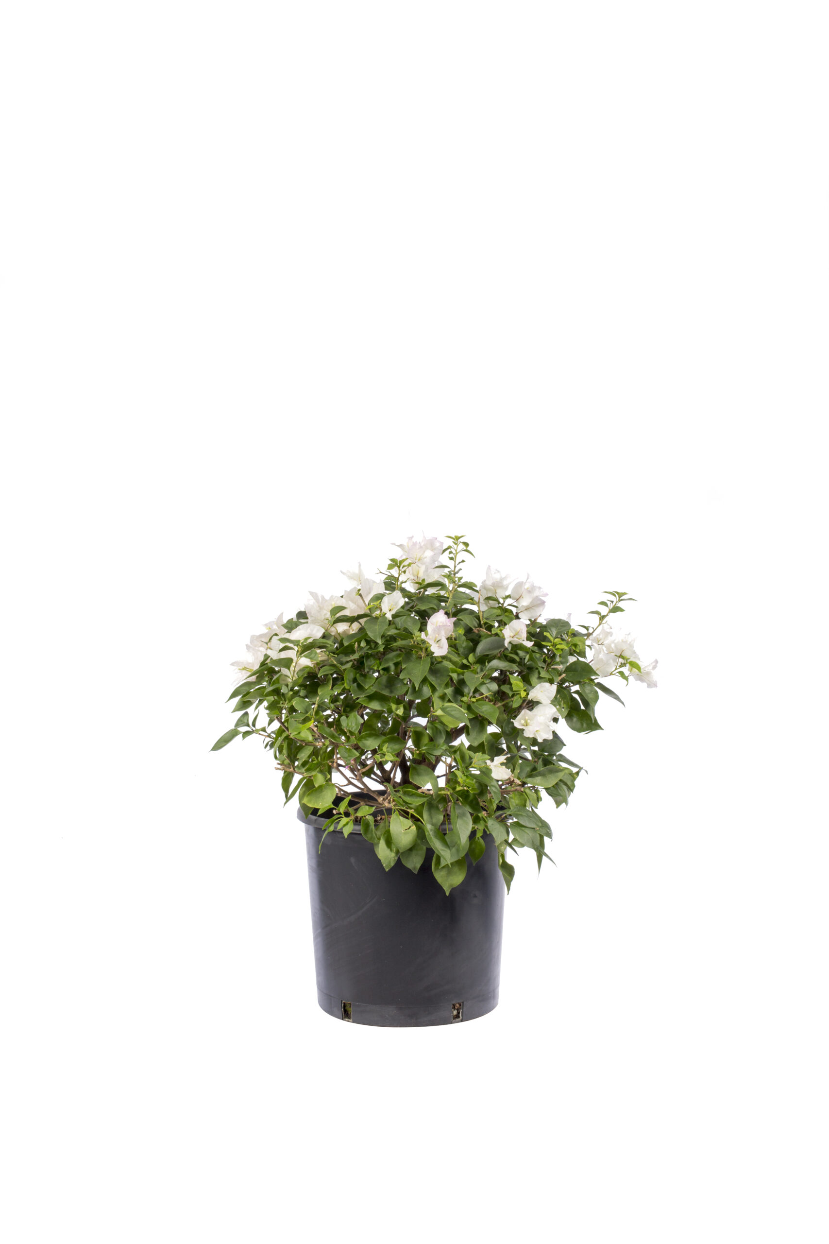 18 lt - beyaz - top form