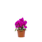 Top Bougainvillea 3 Lt.