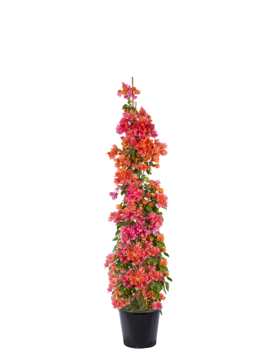 35 LT - 240 cm - piramit