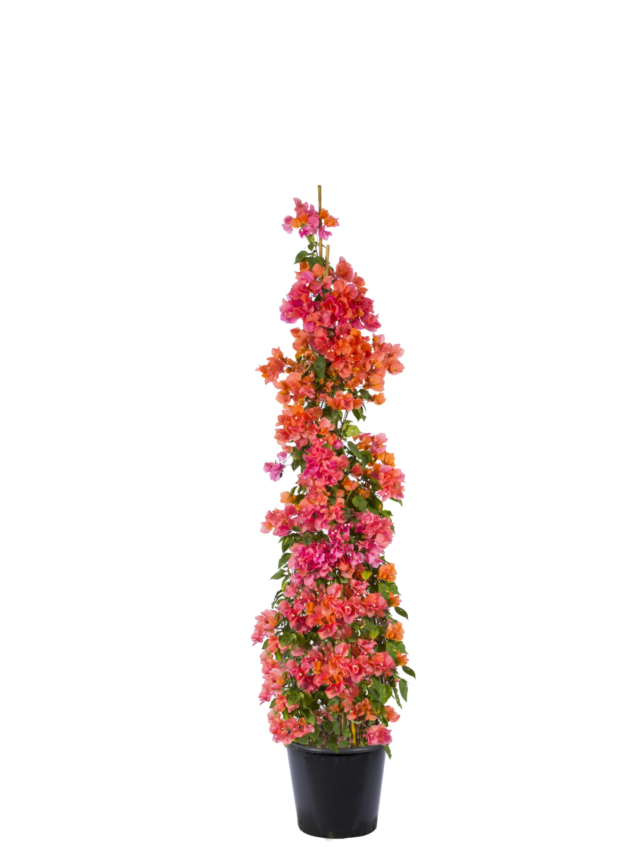 35 LT - 240 cm - piramit