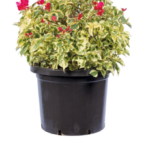 Top Bougainvillea - Görsel 6