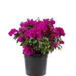 Top Bougainvillea 35 Lt.