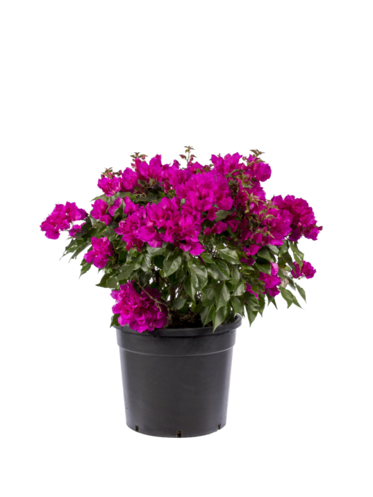 35 lt - Deep Purple - top form