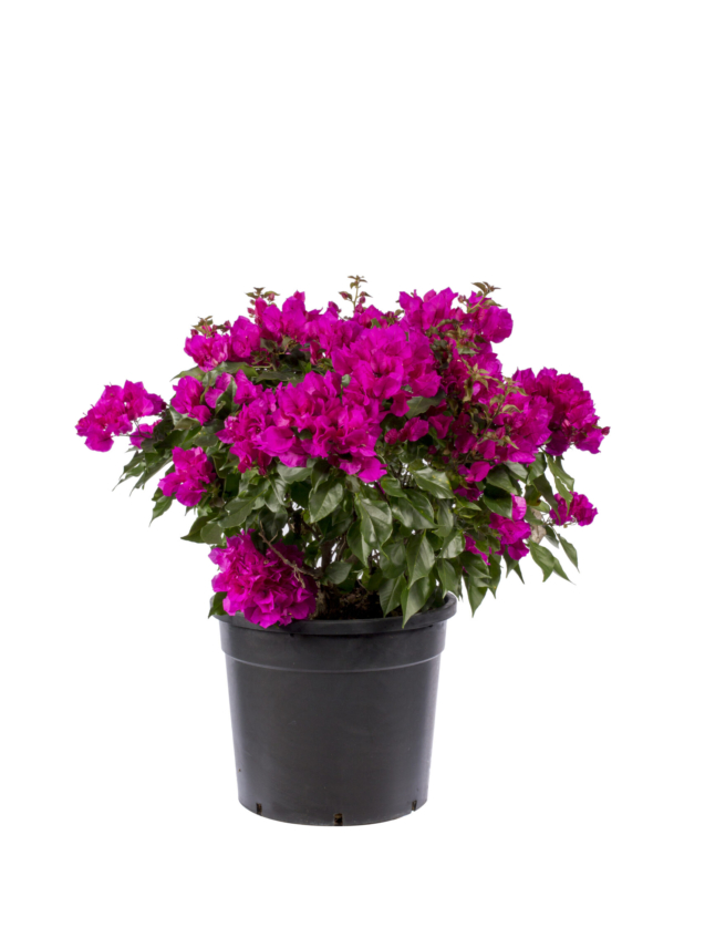 35 lt - Deep Purple - top form