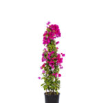 Piramit Bougainvillea