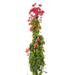 Piramit Begonvil (Bougainvillea) 180 cm / 18 Lt