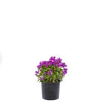 Top Bougainvillea 7 Lt. - Görsel 2