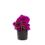 Top Bougainvillea 7 Lt.