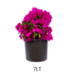 Top Bougainvillea - Görsel 4